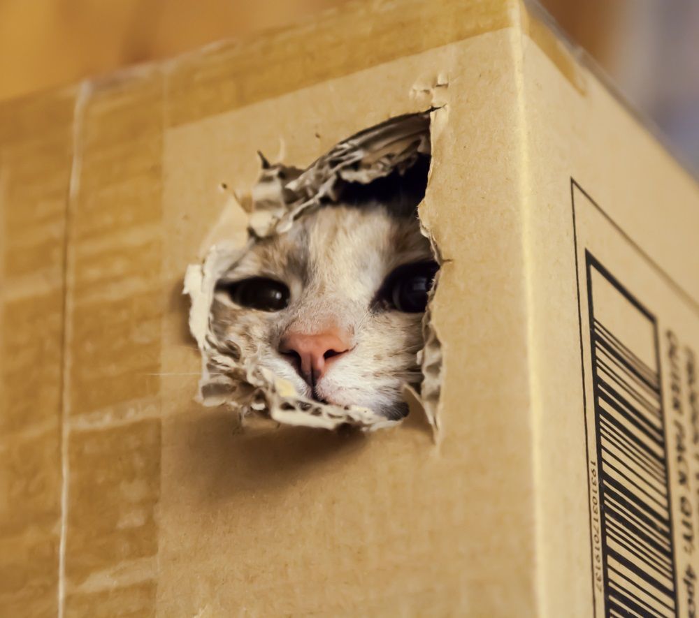 gatos-rascadores-hacer-carton