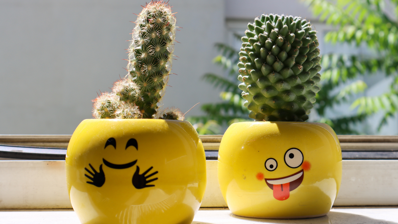 no oeste nos morimos estos cactus
